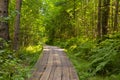 A winding wooden path leads deep into the forest