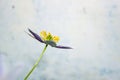 Windmill Anemone flower