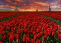 Fields with red tulips and windmills in Holland, Netherland Royalty Free Stock Photo