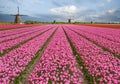 Fields with pink tulips and windmills in Holland, Netherlands Royalty Free Stock Photo