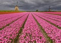 Fields with pink tulips and windmills in Holland, Netherlands Royalty Free Stock Photo