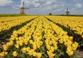 Fields with yellow tulips and windmills in Holland, Netherlands Royalty Free Stock Photo