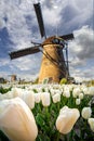 Fields with white tulips and windmills in Holland, the Netherlands Royalty Free Stock Photo