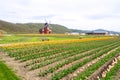 Windmill with beautiful tulip field Royalty Free Stock Photo