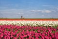 Windmill, blue sky and tulip field Royalty Free Stock Photo