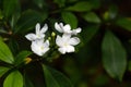 Windmill bush flowers, Tabernaemontana pandacaqui Royalty Free Stock Photo