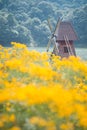 Windmill and chrysanthemum field Royalty Free Stock Photo