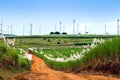 Windmill Farm and Sugar Cane Fields