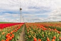 Windmill in a field of flowers Royalty Free Stock Photo