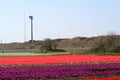 Windmill in Flower bulbs field as far as the eye can see, attracts many tourists. Royalty Free Stock Photo