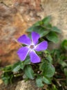 Windmill flower. The propeller of nature