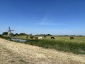 A windmill and horses around Grou