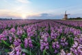 Windmill at the hyacinth Bulb Farm Royalty Free Stock Photo