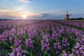 Windmill at the hyacinth Bulb Farm Royalty Free Stock Photo