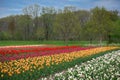 Tulip field in Holland, Michigan Royalty Free Stock Photo