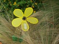 A Windmill in Native Grasses Flower Beds