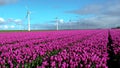 Windmill park in the Netherlands in spring, view of windmill turbines and tulip flowers