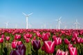 Windmill park turbines, red tulip flower field in the Netherlands, wind mill with flowers green energy Royalty Free Stock Photo