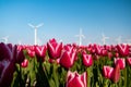 Windmill park turbines, red tulip flower field in the Netherlands, wind mill with flowers green energy Royalty Free Stock Photo