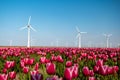 Windmill park turbines, red tulip flower field in the Netherlands, wind mill with flowers green energy Royalty Free Stock Photo