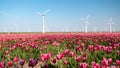 Windmill park turbines, red tulip flower field in the Netherlands, wind mill with flowers green energy Royalty Free Stock Photo