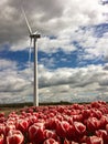 Windmill and pink tulips Flevoland Royalty Free Stock Photo