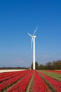 Windmill in a red tulip field Royalty Free Stock Photo