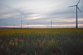 Windmill at sunset in sunflower field Royalty Free Stock Photo