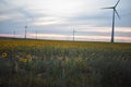 Windmill at sunset in sunflower field Royalty Free Stock Photo