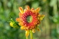 Irregular shaped dahlia bud. yellow orange.