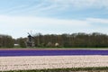 Windmill with tourists watching at the colorful hyacinths fields Royalty Free Stock Photo