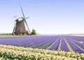 Windmill at the Tulip Bulb Farm Royalty Free Stock Photo