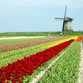 Windmill with tulip field Royalty Free Stock Photo