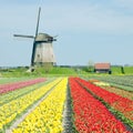 Windmill with tulip field Royalty Free Stock Photo