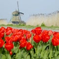 Windmill with tulip field Royalty Free Stock Photo