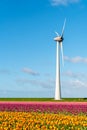 Windmill on the tulip field Royalty Free Stock Photo