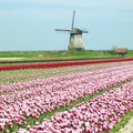 windmill with tulip field near Schermerhorn, Netherlands Royalty Free Stock Photo