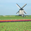 windmill with tulip field near Schermerhorn, Netherlands Royalty Free Stock Photo