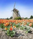 Windmill and tulips