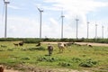 Windmill turbines and wild donkeys Royalty Free Stock Photo