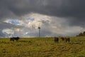 windmill turbines of sustainable electric energy in a meadow with cattle. Concept of ecological energy combined with agriculture