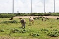 Windmill turbines and wild donkeys Royalty Free Stock Photo