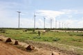 Windmill turbines and wild donkeys Royalty Free Stock Photo