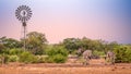 Windmill at waterhole with two zebras drinking