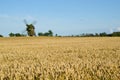 Windmill and wheat field Royalty Free Stock Photo