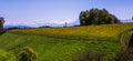 Windmill, Yellow Flower Field and Snowy Mountains on Sunny Spring Day. Royalty Free Stock Photo