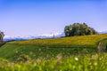 Windmill, Yellow Flower Field and Snowy Mountains on Sunny Spring Day. Royalty Free Stock Photo