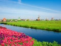 Windmills in ethnographic open-air museum Zaanse Schans, Netherlands Royalty Free Stock Photo