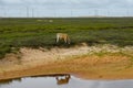 Windmills on a field near Atins, Brazil Royalty Free Stock Photo