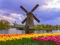 Windmills and flowers in Netherlands Royalty Free Stock Photo